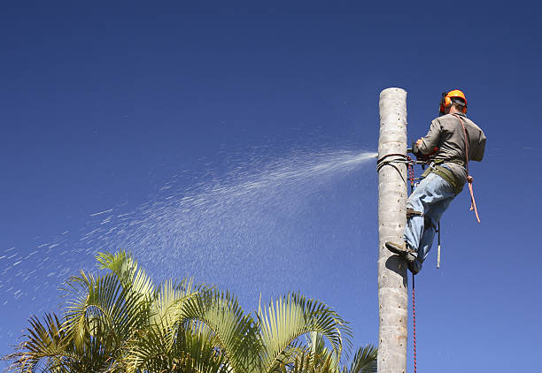 Best Tree Risk Assessment  in Wahoo, NE